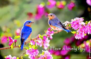Have a Lovely Day.