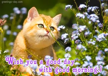 Wish You a Good Day…