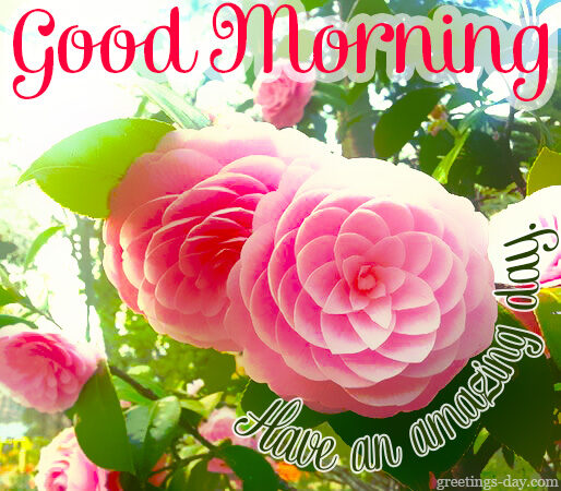 Good Morning Greetings & Pics.