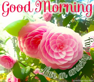 Good Morning Greetings & Pics.