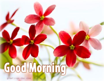 Good Morning – Best Pictures, Animated Pics and Wishes.