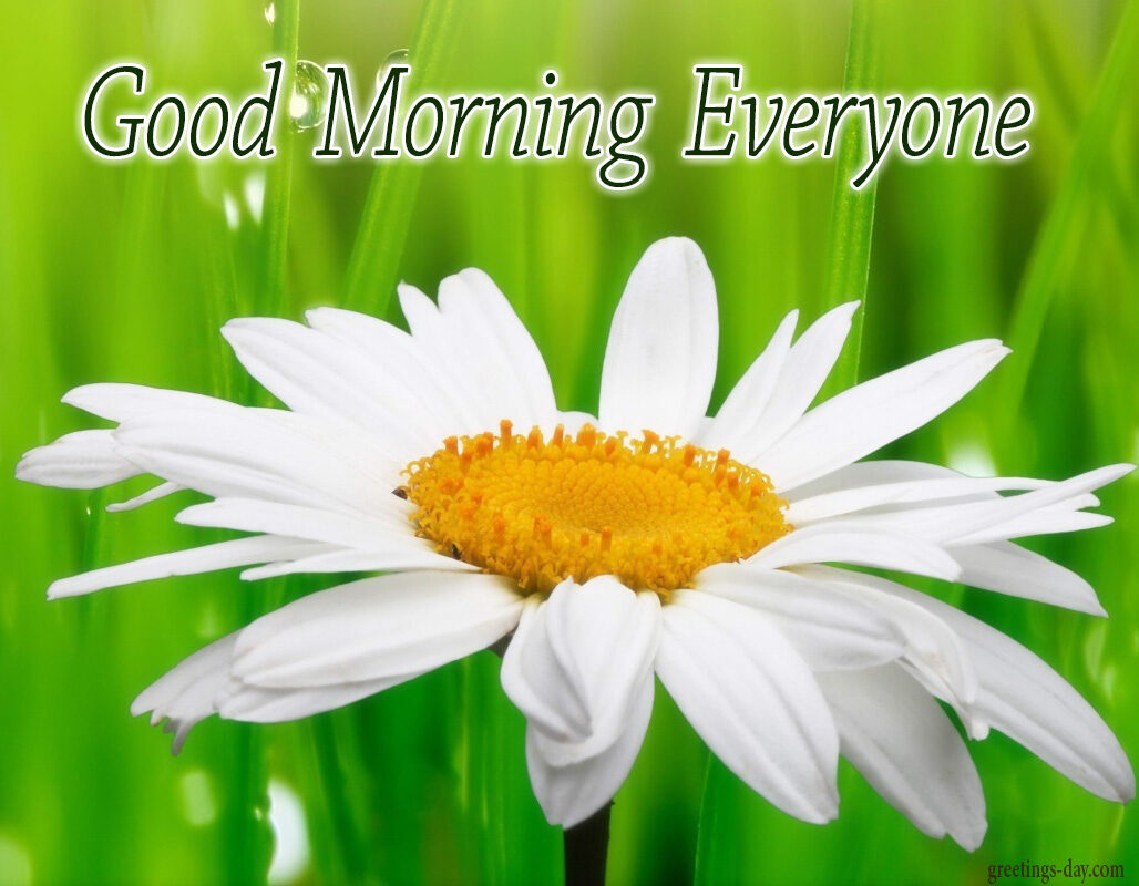 Good Morning – Daily Cards, GIFs and Greetings.