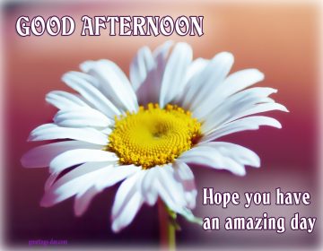 Have a Nice Day – Online Pics, Animated GIFs, Wishes.