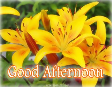 Good Afternoon – Daily Pics, Photos & Greetings.