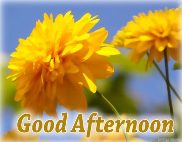 Good Afternoon – Best Pics, GIFs and Wishes.