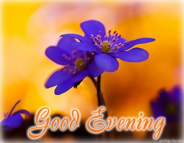 Good Evening – Best GIFs, Pics, Quotes