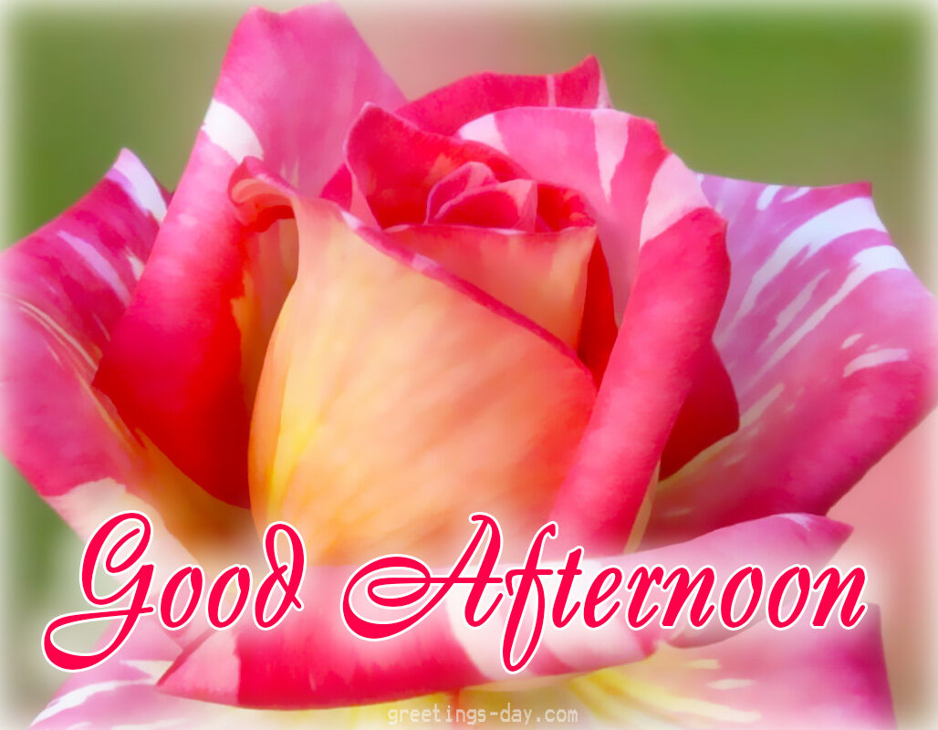 Good Afternoon – Best Pictures, GIFs & Quotes.