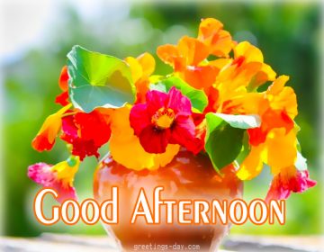 Good Afternoon – Best Pictures, Photos & Messages.