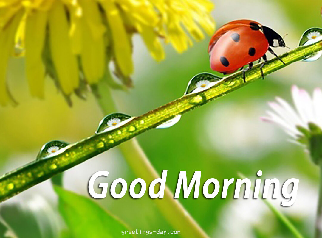 Good Morning – Best Cards, Photos & Quotes