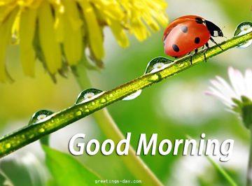 Good Morning – Best Cards, Photos & Quotes