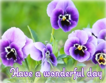 Have a Nice Day – Daily GIFs, Images, Quotes