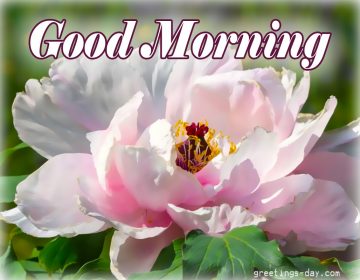 Good Morning – Free Pics, GIFs and Quotes