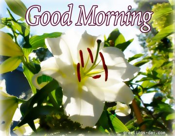 Good Morning – Daily Images