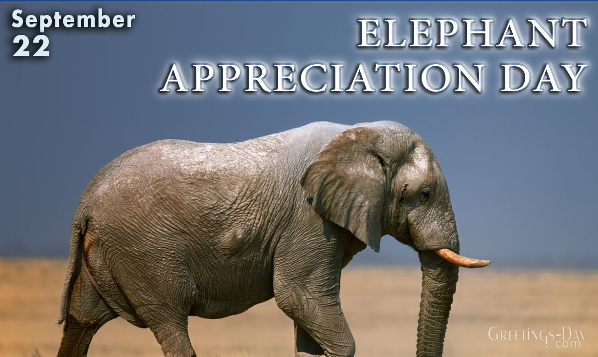 Elephant Appreciation Day 2019 - Best Event in The World