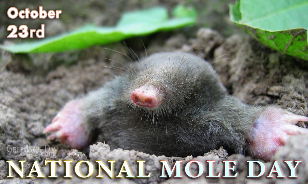 National Mole Day celebrated/observed on October 23, 2022 ⋆ Greetings