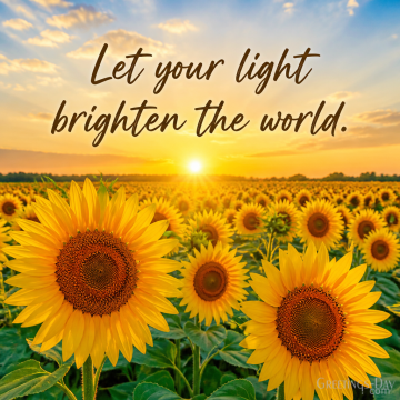 Let Your Light Brighten the World